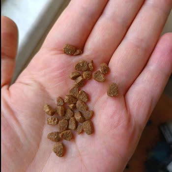 VanCat Market Vancatmarket.com'dan Aldığım Mama Sahte Çıktı