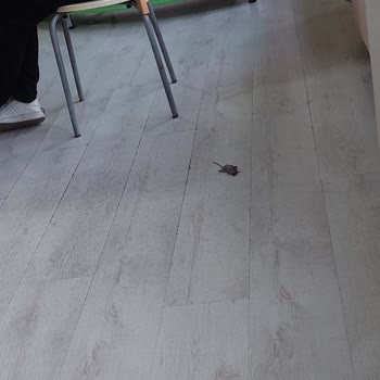 Milli Eğitim Bakanlığı (MEB) Okuldaki Bazı Dikkat Edilmeyen Sorunlar