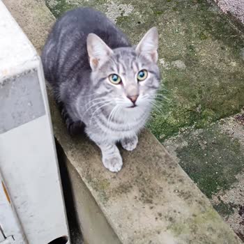 Xiaomi Kamera Bulanıklığı Sorunu