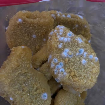 Lezita Küflü Nugget Çıktı
