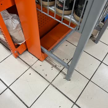 Arena Park 5M Migros Böcek İstilası