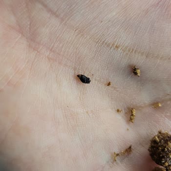 Tarım Kredi Tedarik ve Üretim Kahvaltılık Gevrekten Fare Kakası