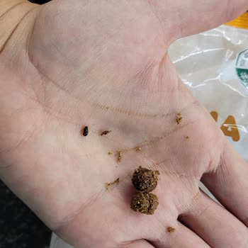 Tarım Kredi Tedarik ve Üretim Kahvaltılık Gevrekten Fare Kakası