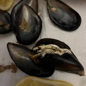 Midyeci Ahmet Kime Göre Hijyenik Güzel Ve Meshur?