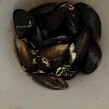 Midyeci Ahmet Kime Göre Hijyenik Güzel Ve Meshur?