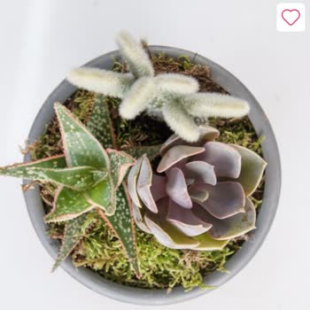 Çiçek Sepeti Sipariş İle Alakasız Çöp Ürün Gönderdi