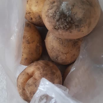 Migros Küflü Patates Göndermesi