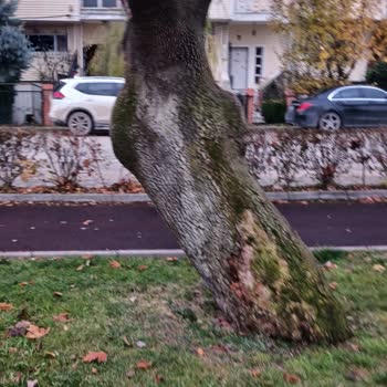 Eskişehir Tepebaşı Belediyesi Parkta Devrilme Tehlikesi Altındaki Ağaçlar