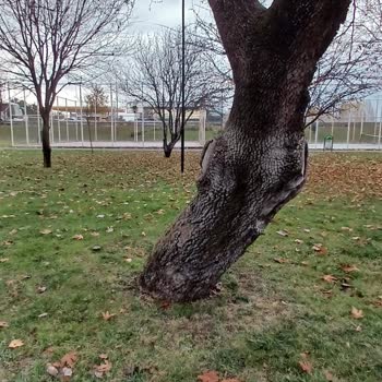 Eskişehir Tepebaşı Belediyesi Parkta Devrilme Tehlikesi Altındaki Ağaçlar