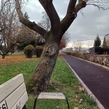Eskişehir Tepebaşı Belediyesi Parkta Devrilme Tehlikesi Altındaki Ağaçlar