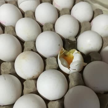 Gimsa Küflü Gıda Yumurta