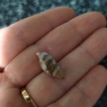 Diyarından Yöresel Ürünler Diyarından Ceviz İçinin İçinden Salyangoz Kabuğu Çıktı