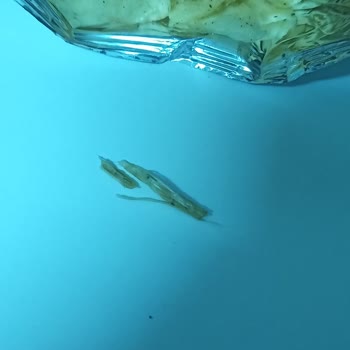 Chips Master Paketinden Odun Parçası Çıkması.