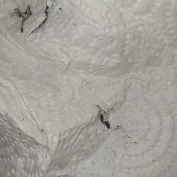 Jilet Gibi Kesen Çatal Mycey