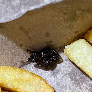 Köfteci Yusuf Patatesin İçinden Böceğe Benzer Bir Şey Çıktı