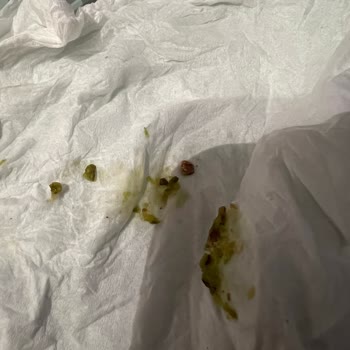 Karaköy Güllüoğlu Fıstık Kabuğu Çıktı