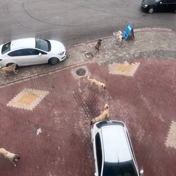 Meram Belediyesi Sokak Köpekleri Saldırısı