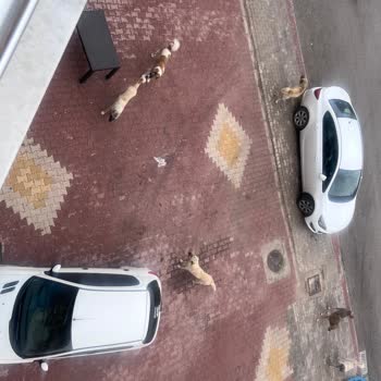Meram Belediyesi Sokak Köpekleri Saldırısı