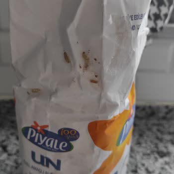 Piyale Unda Kurt Çıktı