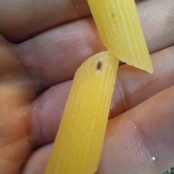 Filiz Makarna Paketli Makarnalarda Böcek Şikayeti