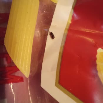 Filiz Makarna Paketli Makarnalarda Böcek Şikayeti
