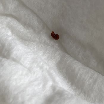 Sleepy Bionatural Bebek Bezinde Böcek!