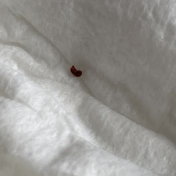 Sleepy Bionatural Bebek Bezinde Böcek!