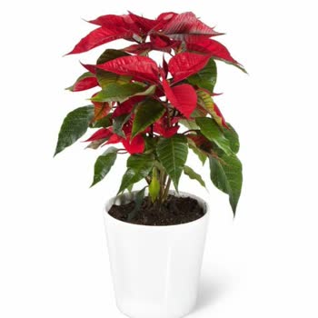 ÇiçekSepeti Siparişimden Farklı Ürün