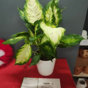 ÇiçekSepeti Siparişimden Farklı Ürün