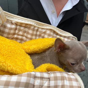 Evim Pastanesi (İzmir) Hayvan Kabul Etmeyen Bir Yerle İşim Olmaz