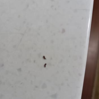 Bozuk Gıda Satan BİM Birleşik Market