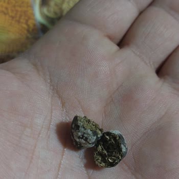 Gold Harvest Kuruyemiş Küçükbaş Hayvan Dışkısı