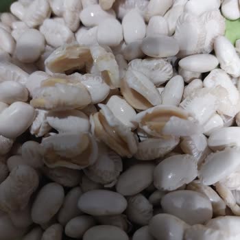 Hasata Derinkuyu Kuru Fasulye Şikayet