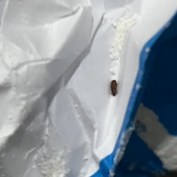 Migros Dan Aldığım Söke Un İçinden Böcek Çıktı