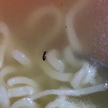 indomie Noodle İçinden Sinek Çıktı