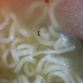 indomie Noodle İçinden Sinek Çıktı