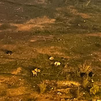 Antalya Muratpaşa Belediyesi Muratpaşa Belediyesi Turunç Masa Şikayet