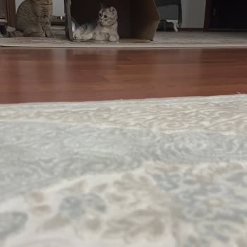 Dostlar Veteriner Kliniği Güvenmek Ve Mağduriyet