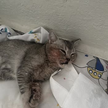 Dostlar Veteriner Kliniği Güvenmek Ve Mağduriyet