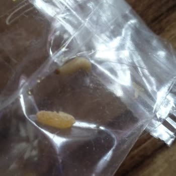 Duru Bulgur Duru Markası Bulgurdan Kurt Çıktı