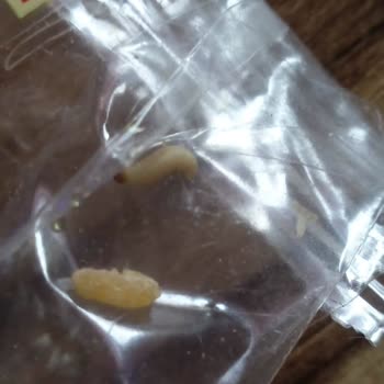 Duru Bulgur Duru Markası Bulgurdan Kurt Çıktı