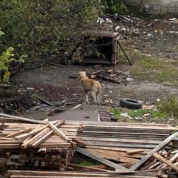 Haydi (Hayvan Durum İzleme) İhbara Dönüş Yok