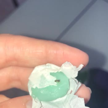 Olips Şekerden Böcek Çıktı