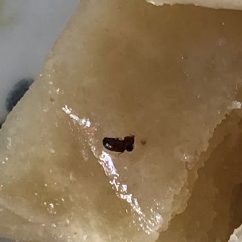 A101 Levent Börek Markalı Böreğin İçinden Böcek Çıktı!
