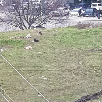 Edirne Belediyesi Köpek Saldırısına Uğradık