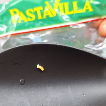 Pastavilla Makarnadan Kurt Çıkması