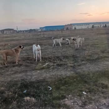 Eskişehir Tepebaşı Belediyesi Eskişehir Teknik Üniversitesi Kampüsünde Başıboş Köpek Sorunu