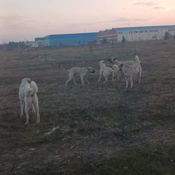 Eskişehir Tepebaşı Belediyesi Eskişehir Teknik Üniversitesi Kampüsünde Başıboş Köpek Sorunu