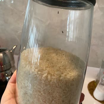 Duru Bulgur Duru Böceklenme Sorunu