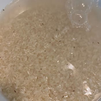 Duru Bulgur Duru Böceklenme Sorunu